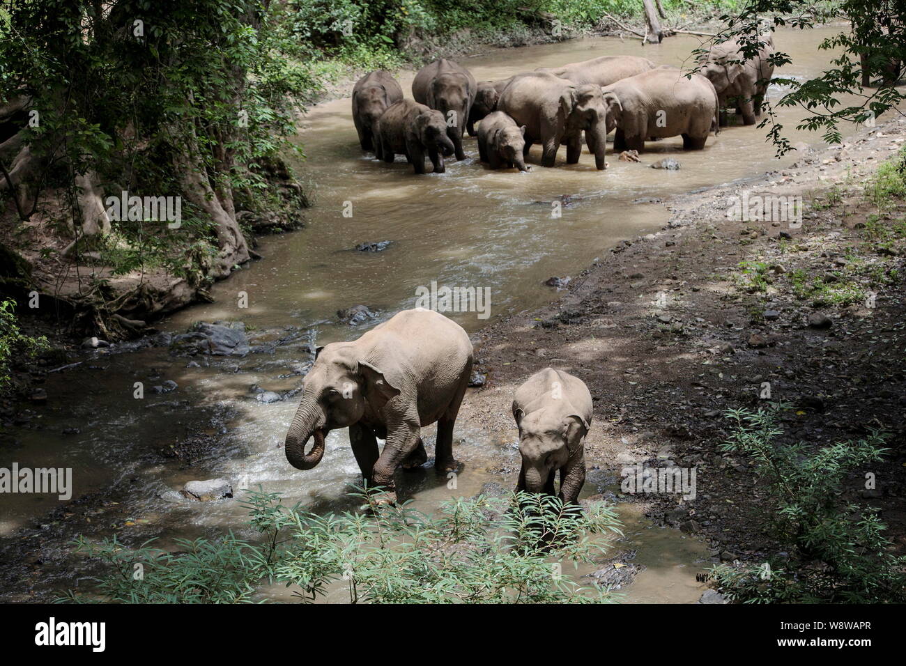 Wilde Elefanten haben sie Spaß in einem Fluss im Wilden Elephant Valley in Hangzhou City, Xishuangbanna Dai Autonomen Präfektur, Southwest China Yunnan prov Stockfoto