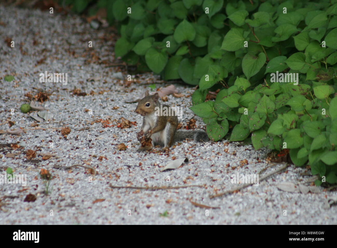 Park sieht Besetzt Heute. Stockfoto
