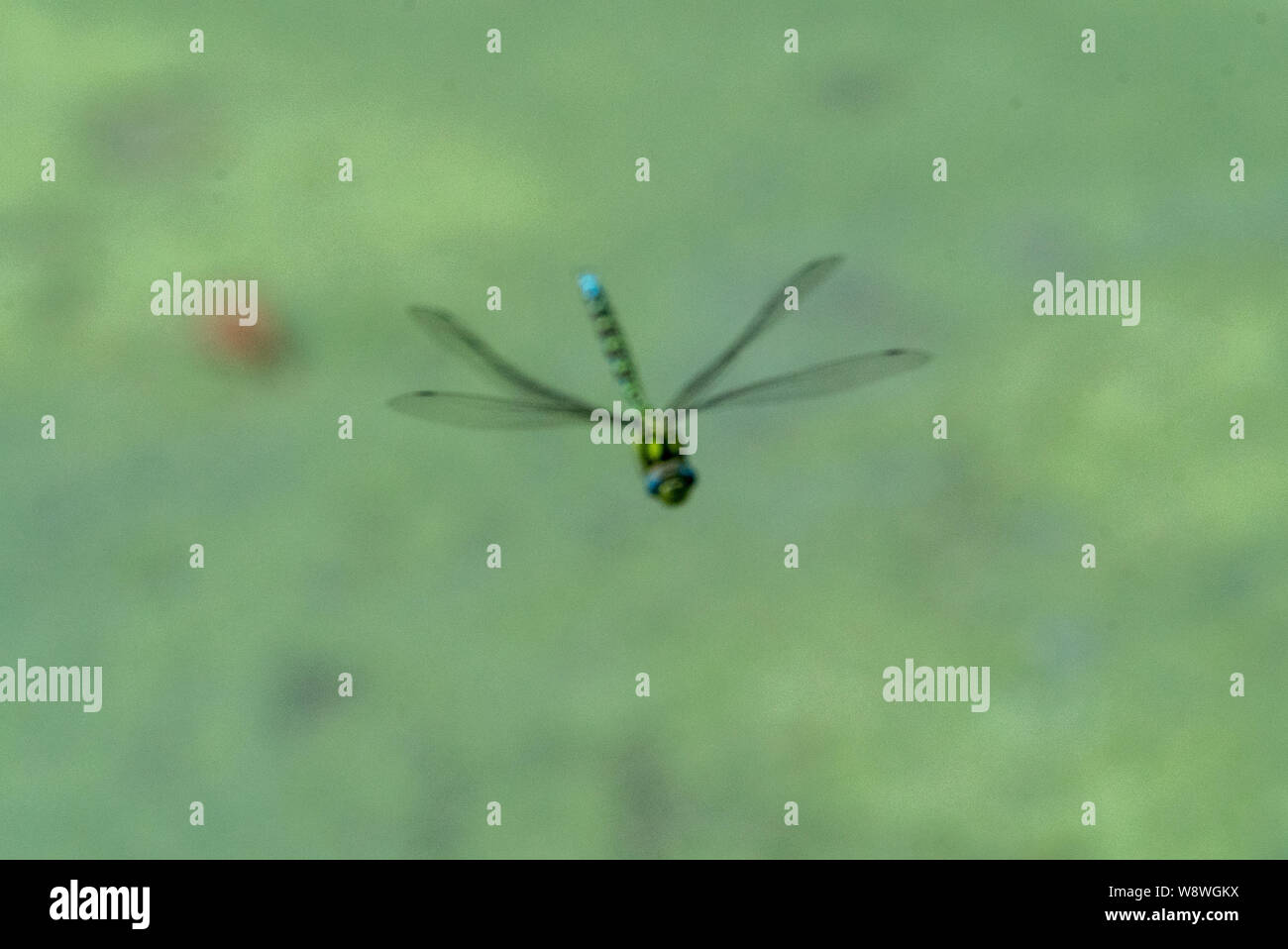 Gemeinsame Hawker (Aeshna Juncea) im Flug bei Stourhead, Warminster UK [Aus] Stockfoto