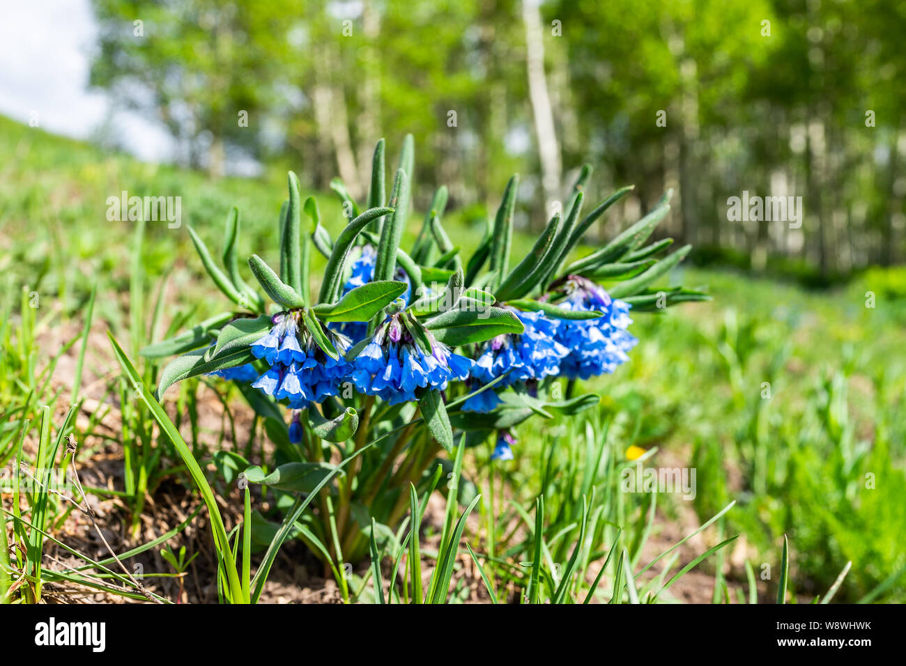 Nahaufnahme auf Blue Bell Bluebell Blumen auf Snodgrass Wanderweg in Stadt namens Crested Butte, Colorado berühmt für Wildblumen Stockfoto