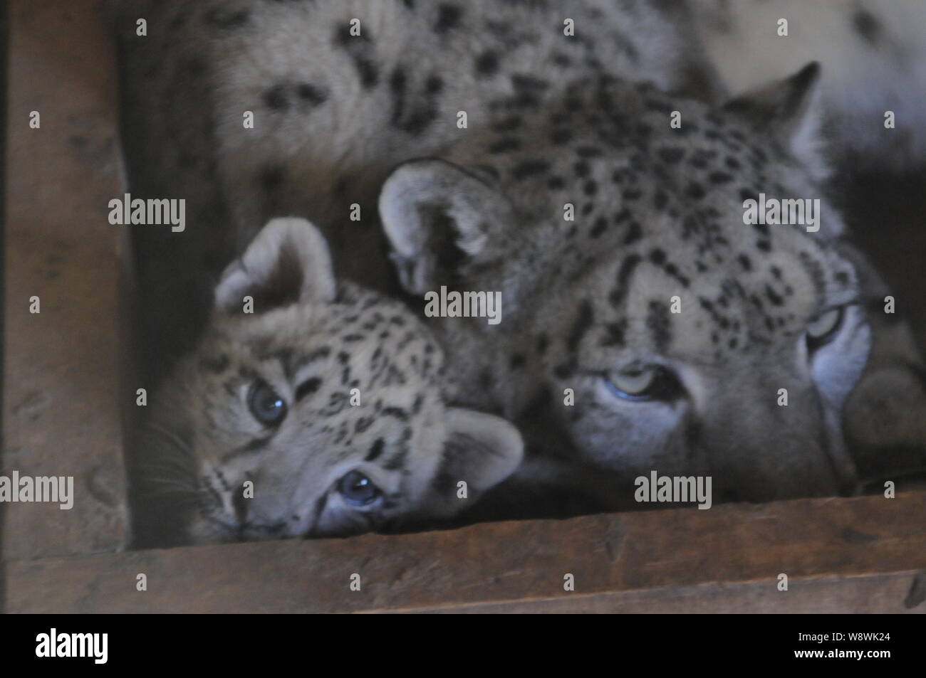 Ein paar Twin snow leopard Cubs, geboren durch sieben Jahre alten snow leopard Er Bao, ist abgebildet in Xining Wildlife Park in Xining Stadt im Nordwesten von China Qin Stockfoto