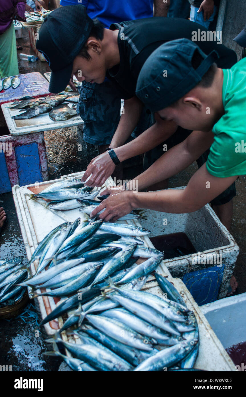 Fischhändler Anzeige Fische auf dem kalten Feld Paotere Fischmarkt in Makassar. Indonesien hat eine der größten Fisch Produkt geworden, nachdem die Zentrale Stockfoto