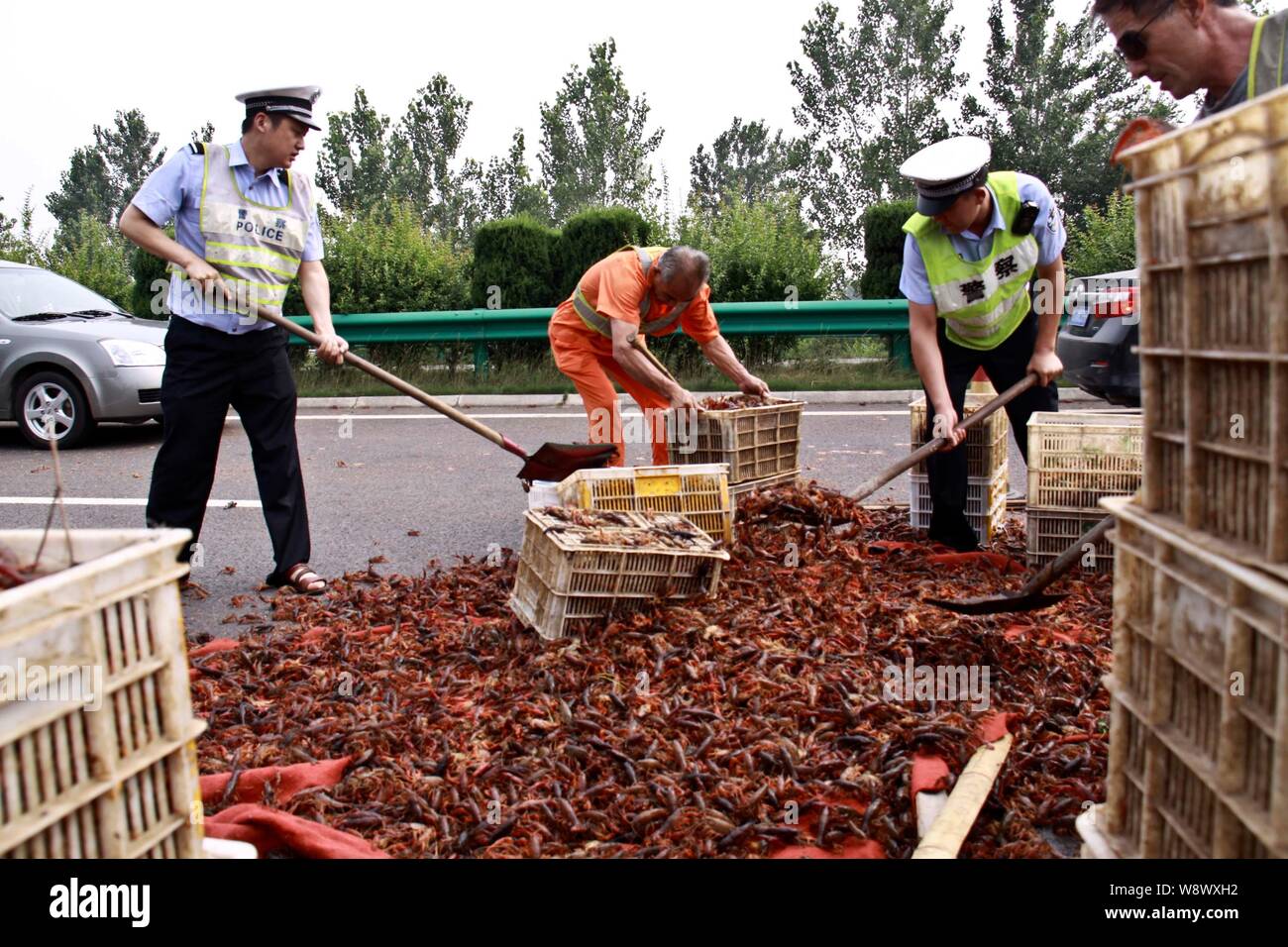 Polizisten und Arbeitnehmer Schaufel crayfish Zurück zu Körbe nach einem Lkw trug sie umgeworfen auf der Chuxin (Chuzhou-Xincai) Schnellstraße im Huaina Stockfoto