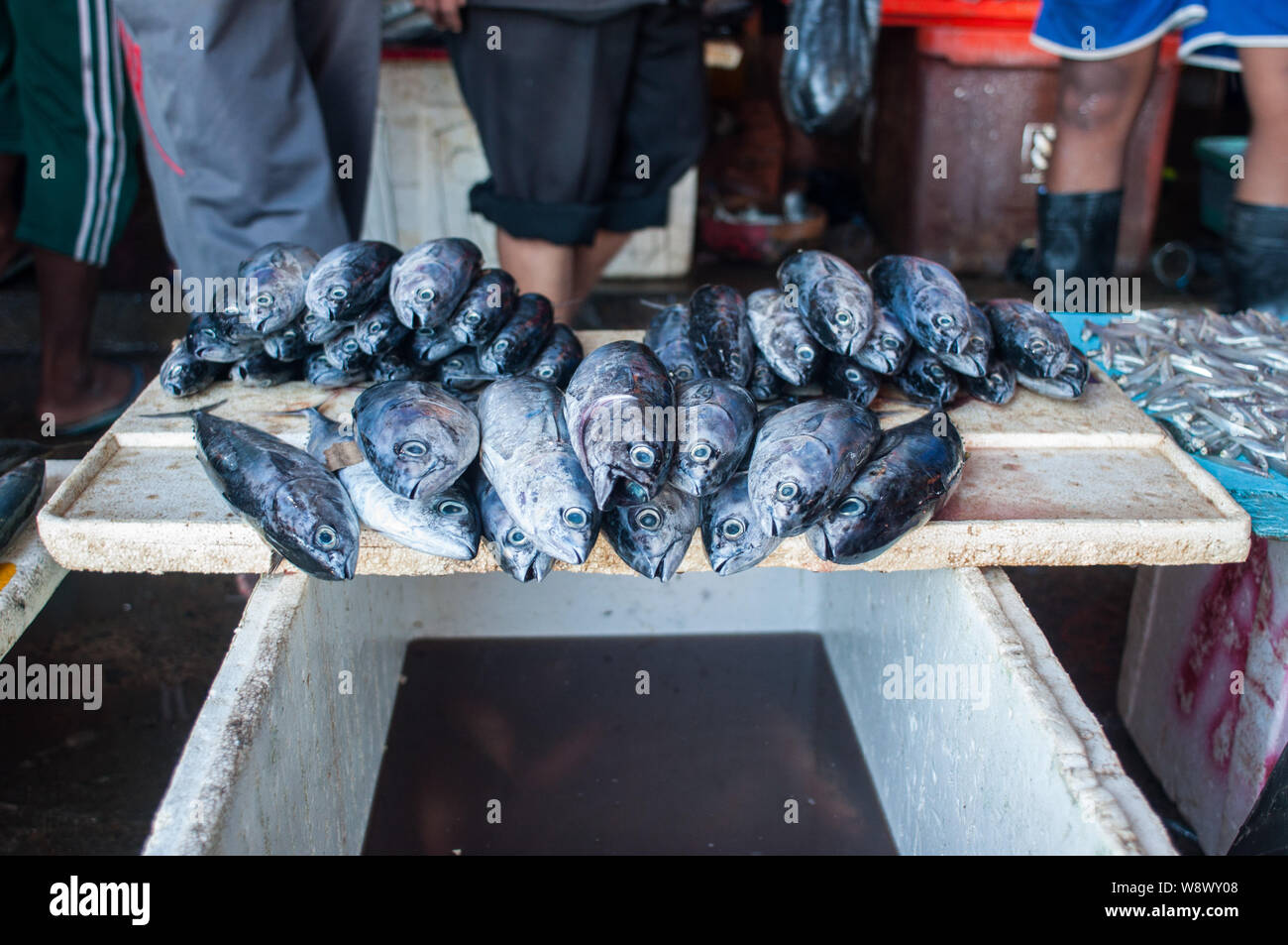 Makrele Fische sind auf dem kalten Feld Paotere Fischmarkt in Makassar angezeigt. Indonesien hat eine der größten Fisch Produkt geworden, nachdem die Centr Stockfoto