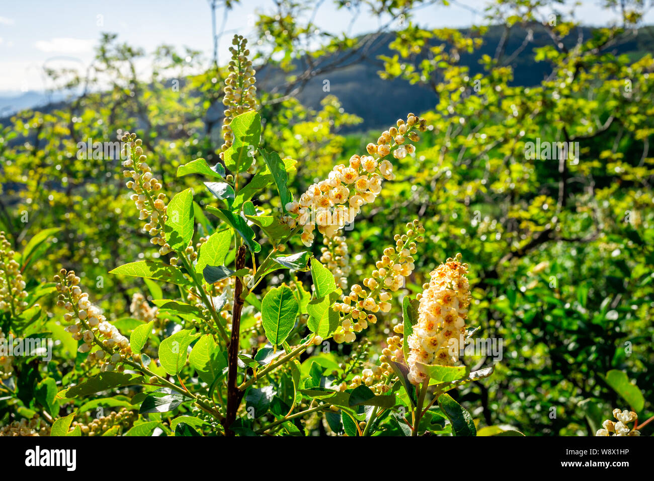 Vielen gelben Prunus Virginiana Chokecherry cone Creme Blüten am Baum Strauch auf Thomas Seen Wanderung in Mt Sopris, Basalt, Colorado Stockfoto