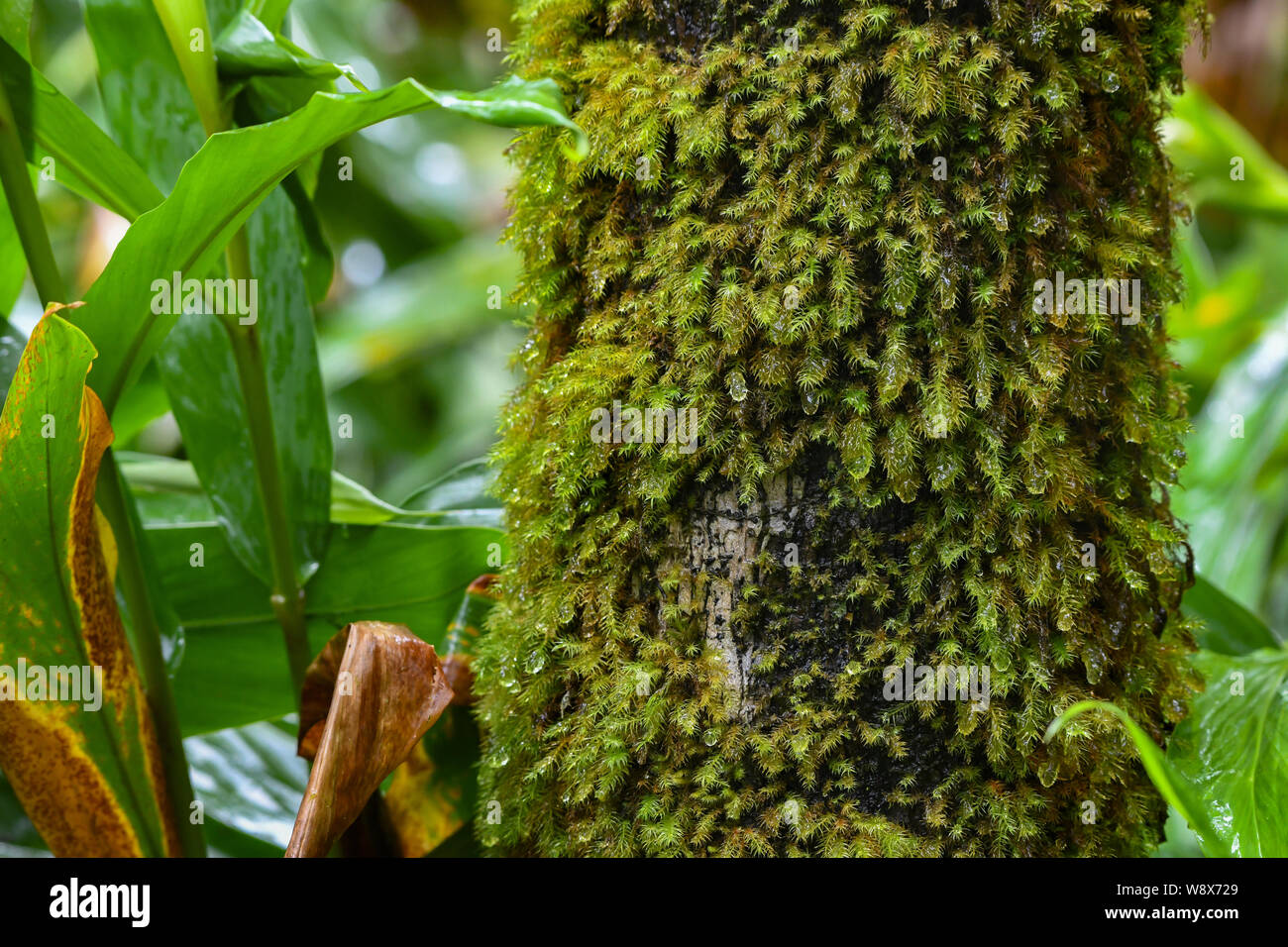 Regen fällt auf Moss in der El Yunque rainforest - Puerto Rico National Forest - Moos wächst auf einem Baum in der Puerto-ricanischen Dschungel Stockfoto