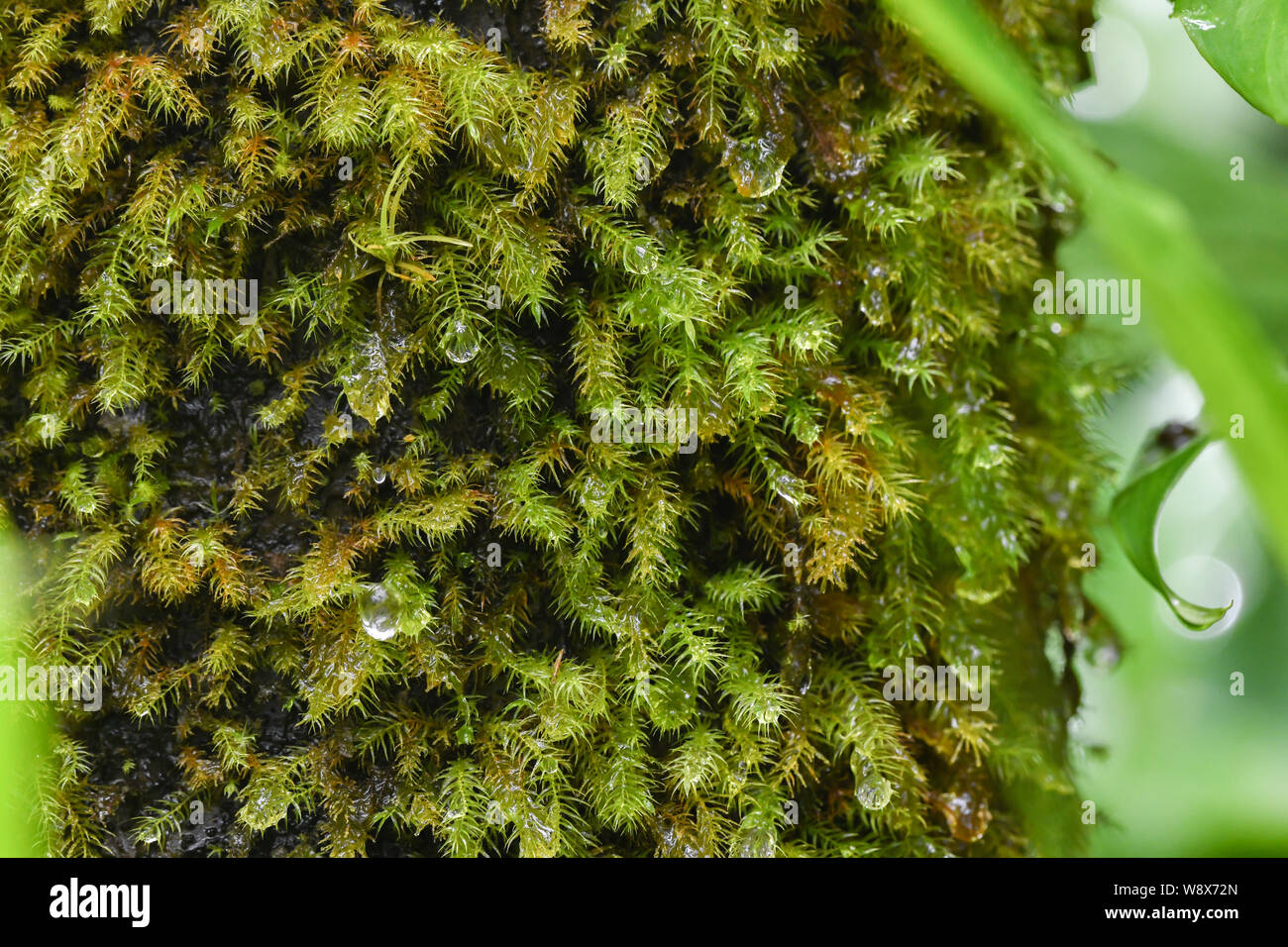 Regen fällt auf Moss in der El Yunque rainforest - Puerto Rico National Forest - Moos wächst auf einem Baum in der Puerto-ricanischen Dschungel Stockfoto