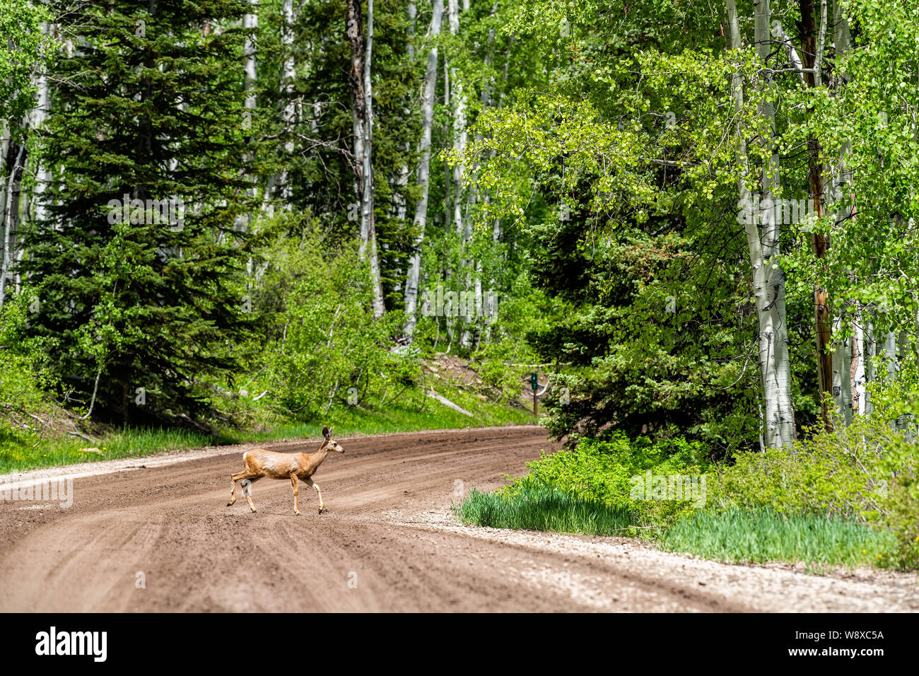 Crested Butte Kebler Pass Rocky Mountains und Rehe laufen Kreuzung Schmutz unbefestigte Straße in grün Sommer Stockfoto