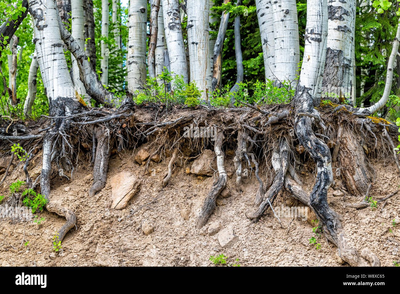 Espe Wald Baum Wurzeln ausgerissen im Sommer auf Kebler Pass in Colorado in National Forest Park Berge mit grüner Farbe Stockfoto