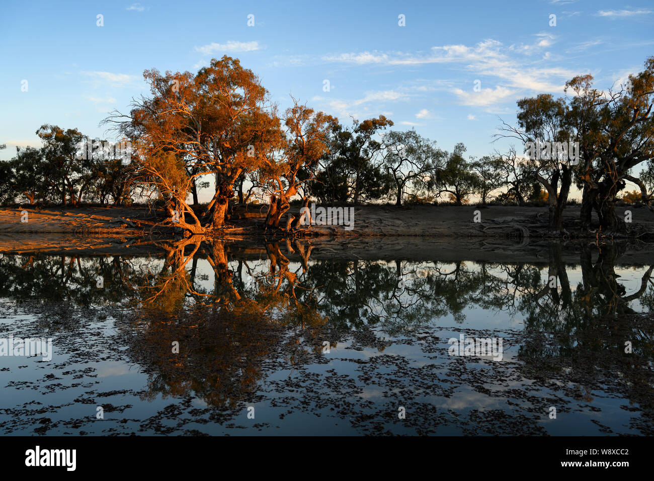 In goldenem Licht am Ufer des Großen Anabranch des Darling River gebadet, eine Gruppe von alten River Red Gums in der ruhigen Wasser ​Reflected. Stockfoto