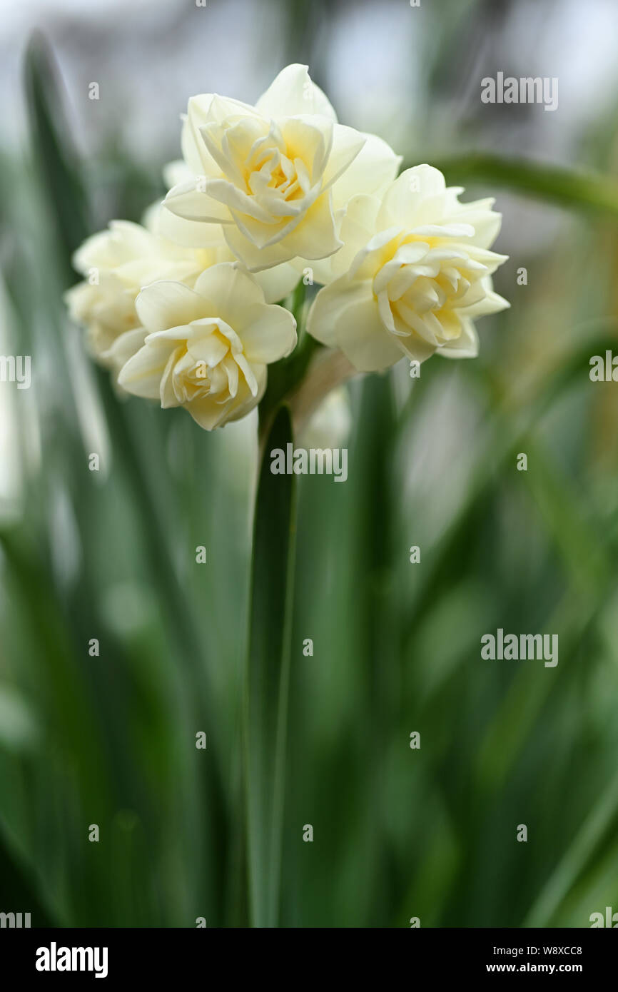 Im späten Winter Blumenzwiebeln oft als Narzissen sind Mitglied der Narzisse Familie. Stockfoto