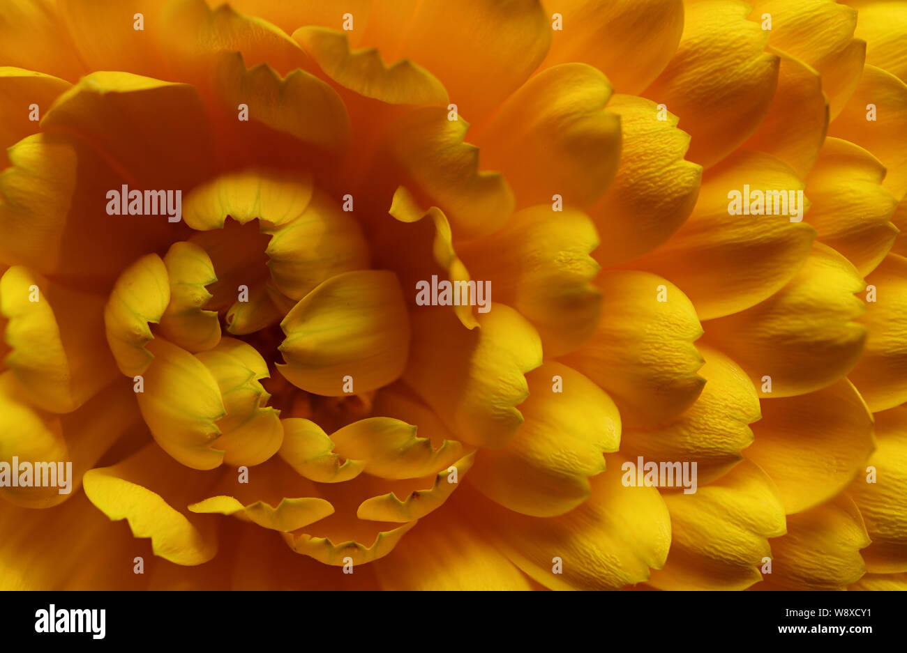 Close-up des Blütenblattes detail von Calendula Flower. Stockfoto