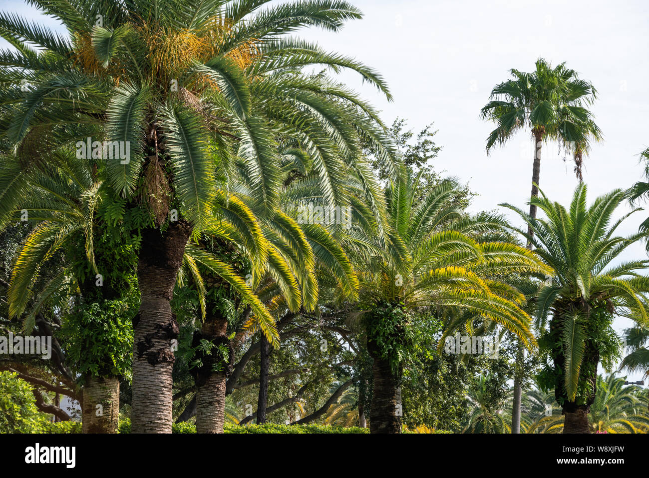 Florida Palmen säumen den Eingang der Gardens Mall in Palm Beach Gardens, Florida. (USA) Stockfoto