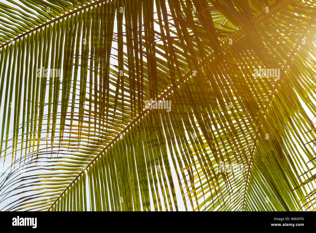 In der Nähe von grünen Blättern der Kokospalme, getönt mit Sonnenlicht. Sommer hellen Hintergrund. Travel Concept. Stockfoto