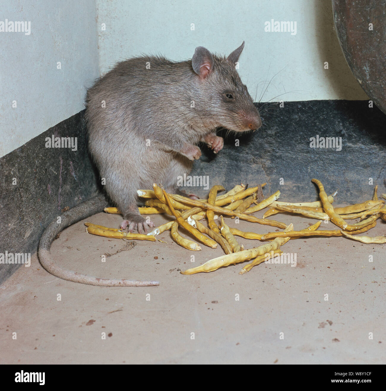 Gambische riesigen POUCHED RATTE (Cricetomys gambianus). In Nigeria fotografiert. Gehalten und gezüchtet als Nahrungsquelle in einigen afrikanischen Ländern. Stockfoto