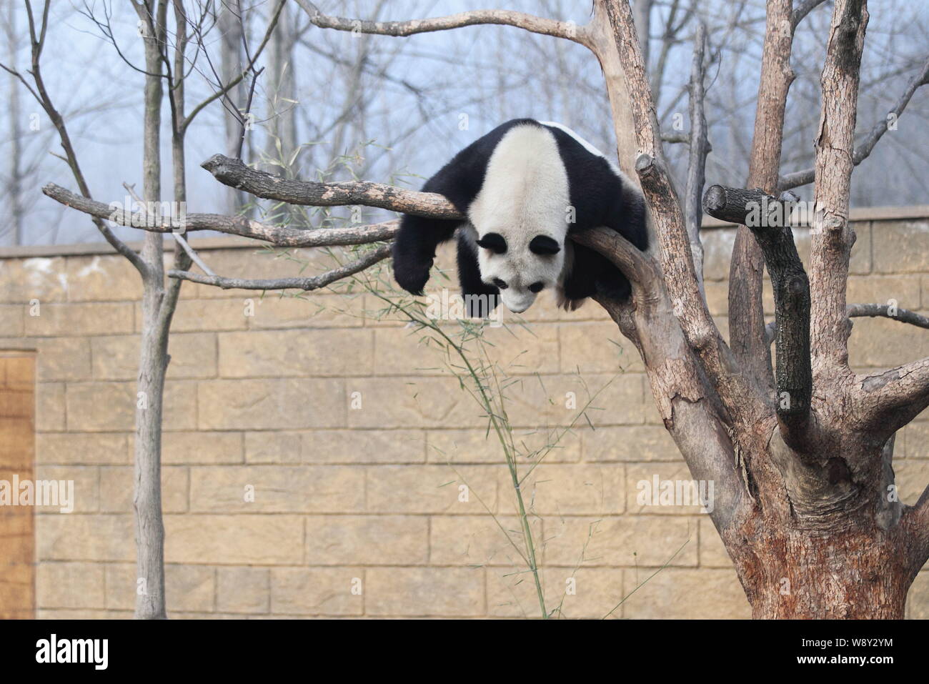 Der Panda Li Li hängt sich während auf einem Baum in der Sonne in Hangzhou Safari Park in Hangzhou city Schlafen, East China Zhejiang provinz, 18 Ja Stockfoto