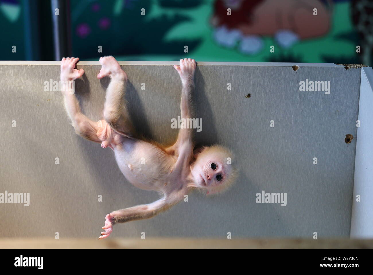 Wenig stumpf-tailed macaque Mao Mao selbst hält fallen von oben in eine Holzkiste Hangzhou Safari Park in Hangzhou City, East China Zh Stockfoto