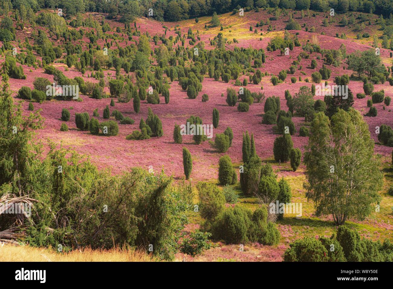 Heather in voller Blüte Stockfoto