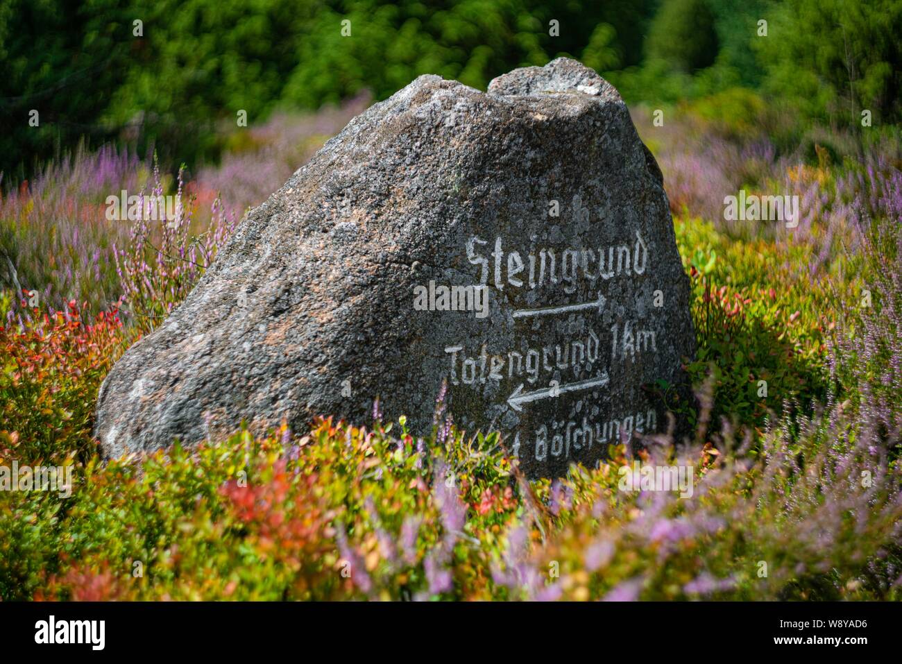 Heather in voller Blüte Stockfoto