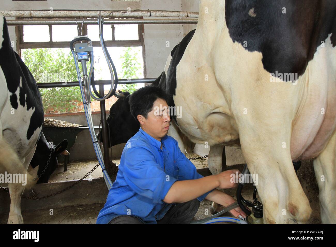 ---- Ein chinesischer Arbeiter Milch einer Kuh an eine Molkerei von Yili Group in Huji Dorf, Haian Grafschaft, Nantong City, East China Jiangsu Provinz, vom 8. Juli 2 Stockfoto