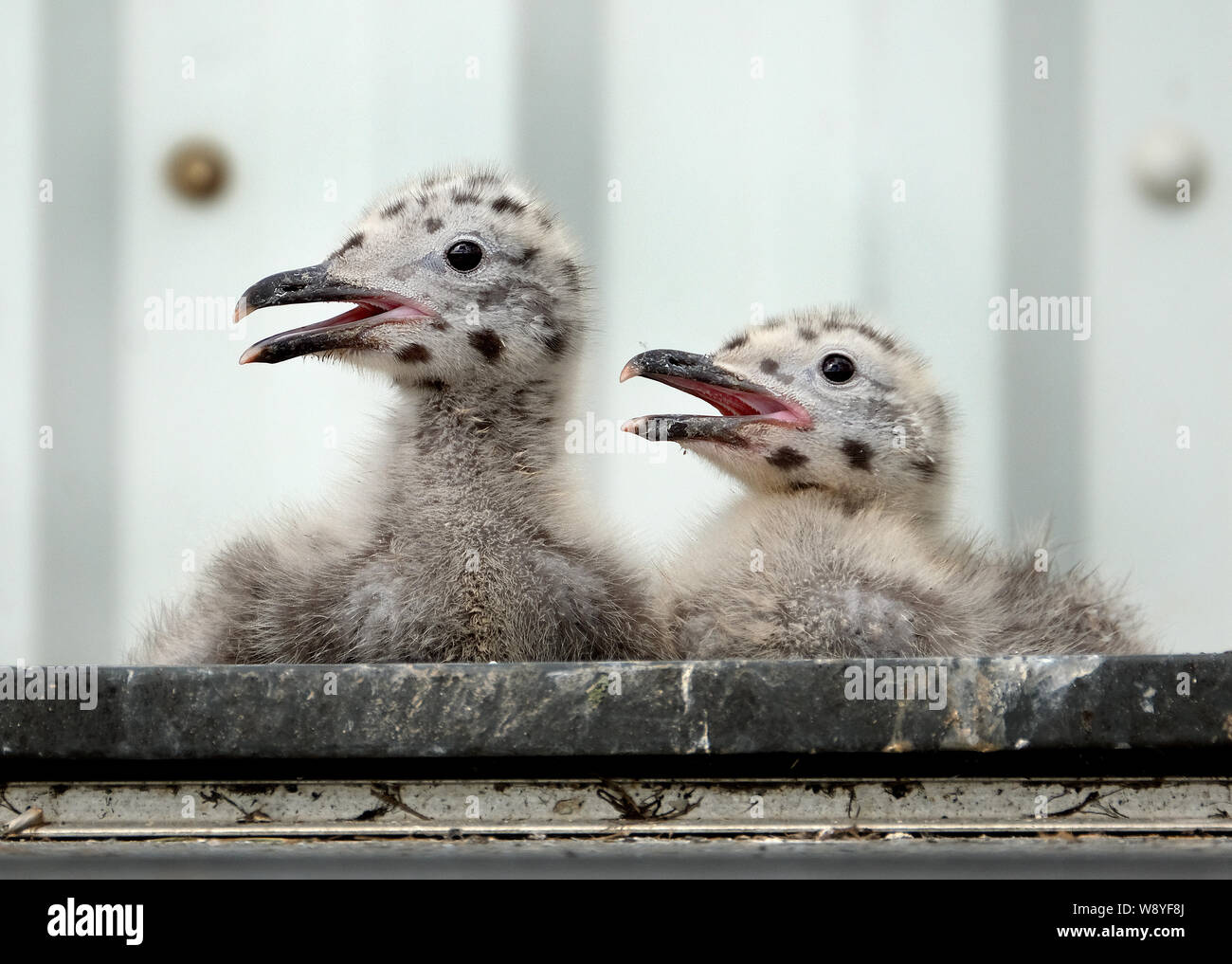 Silbermöwe Familie Verschachtelung auf öffentlichen haus dach eher als Veranstaltungsort an der Küste. Stockfoto