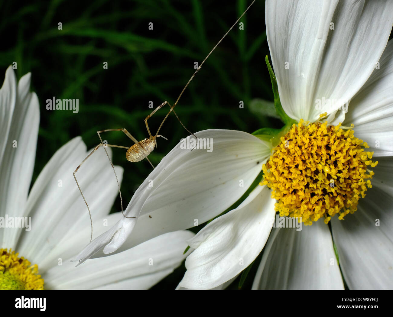 Die opiliones sind eine Ordnung der Spinnentiere umgangssprachlich