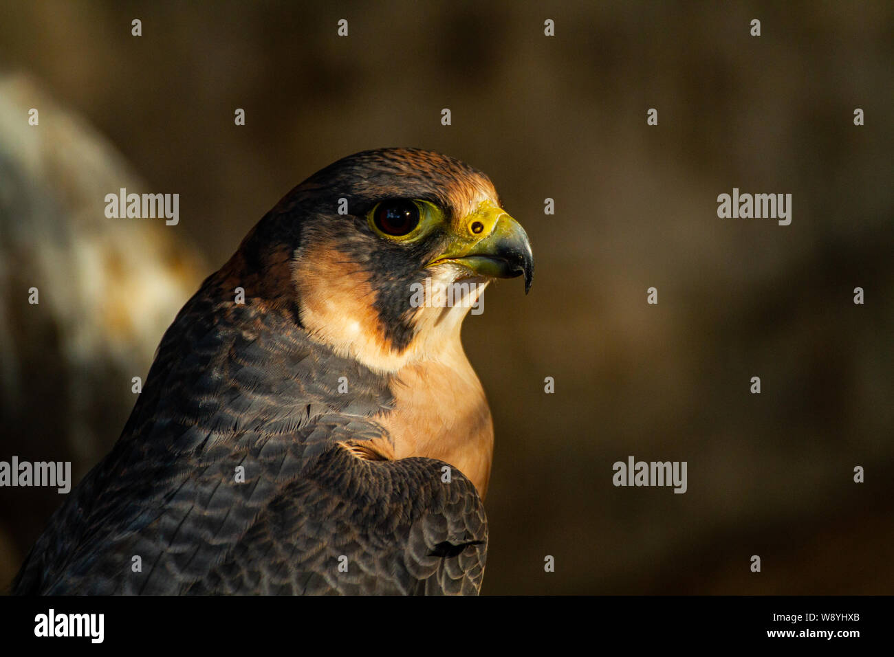 Barbary Falcon (Falco peregrinus pelegrinoides) Stockfoto