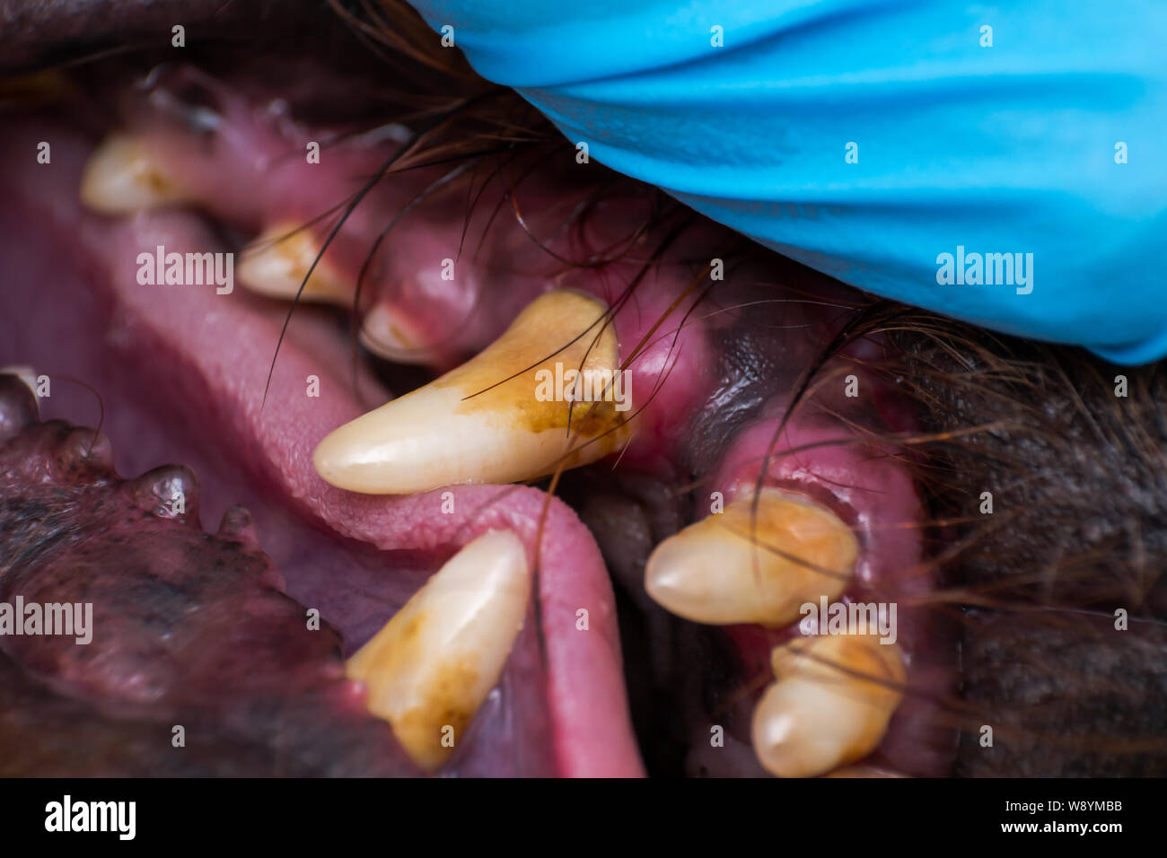 Nahaufnahme von Hund Zähne mit bakteriellen Zahnbelag und Zahnstein Stockfoto