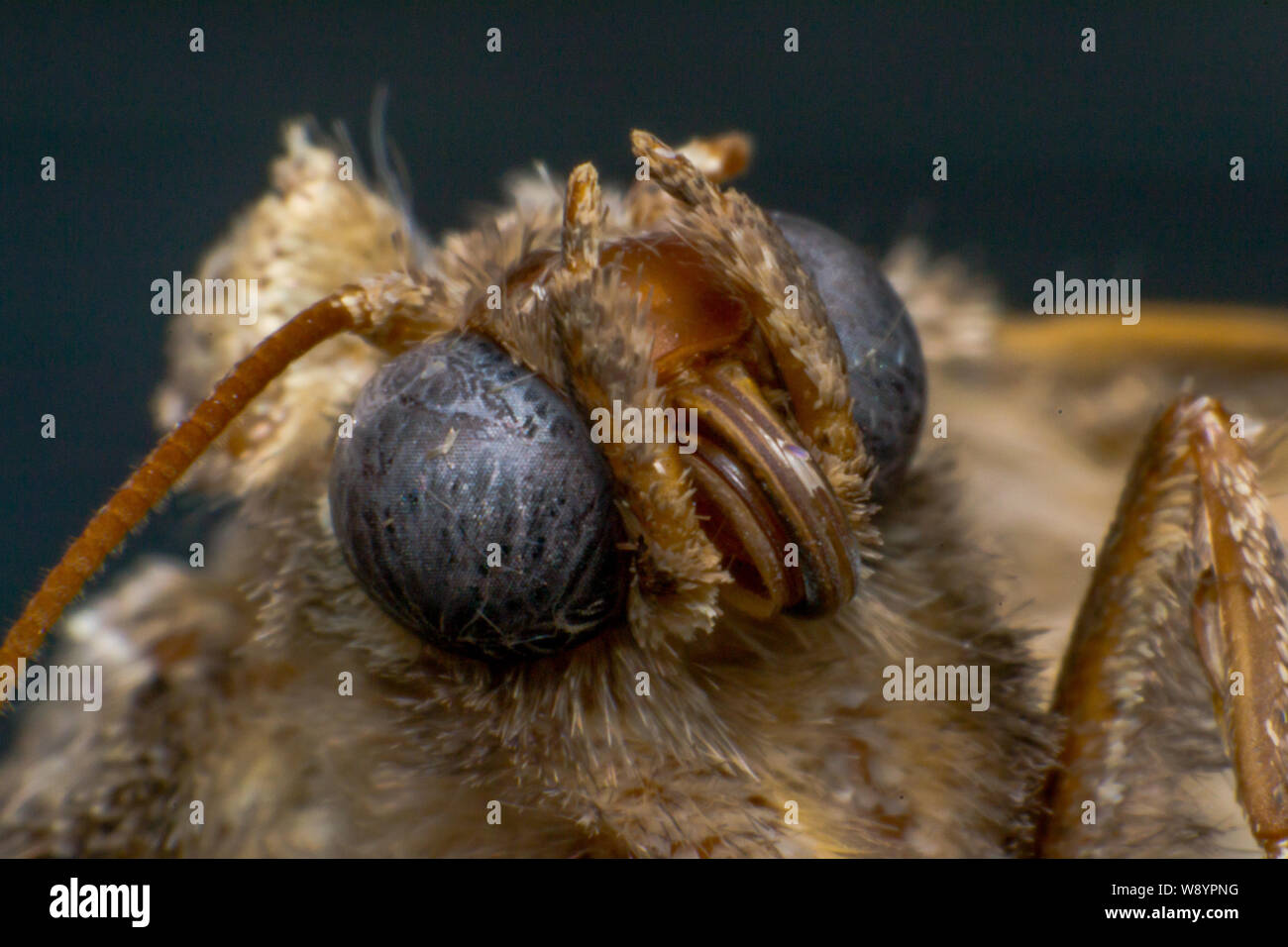 Nacht Schmetterling Kopf Nahaufnahme Stockfotografie - Alamy