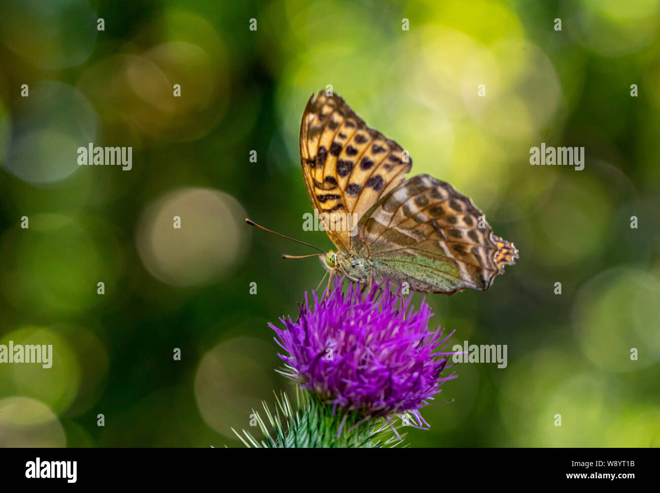 Schmetterling Nahaufnahme Portrait auf Grün bokeh Hintergrund Stockfoto
