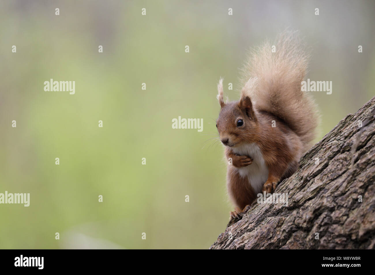 Eichhörnchen Sciurus vulgaris Stockfoto