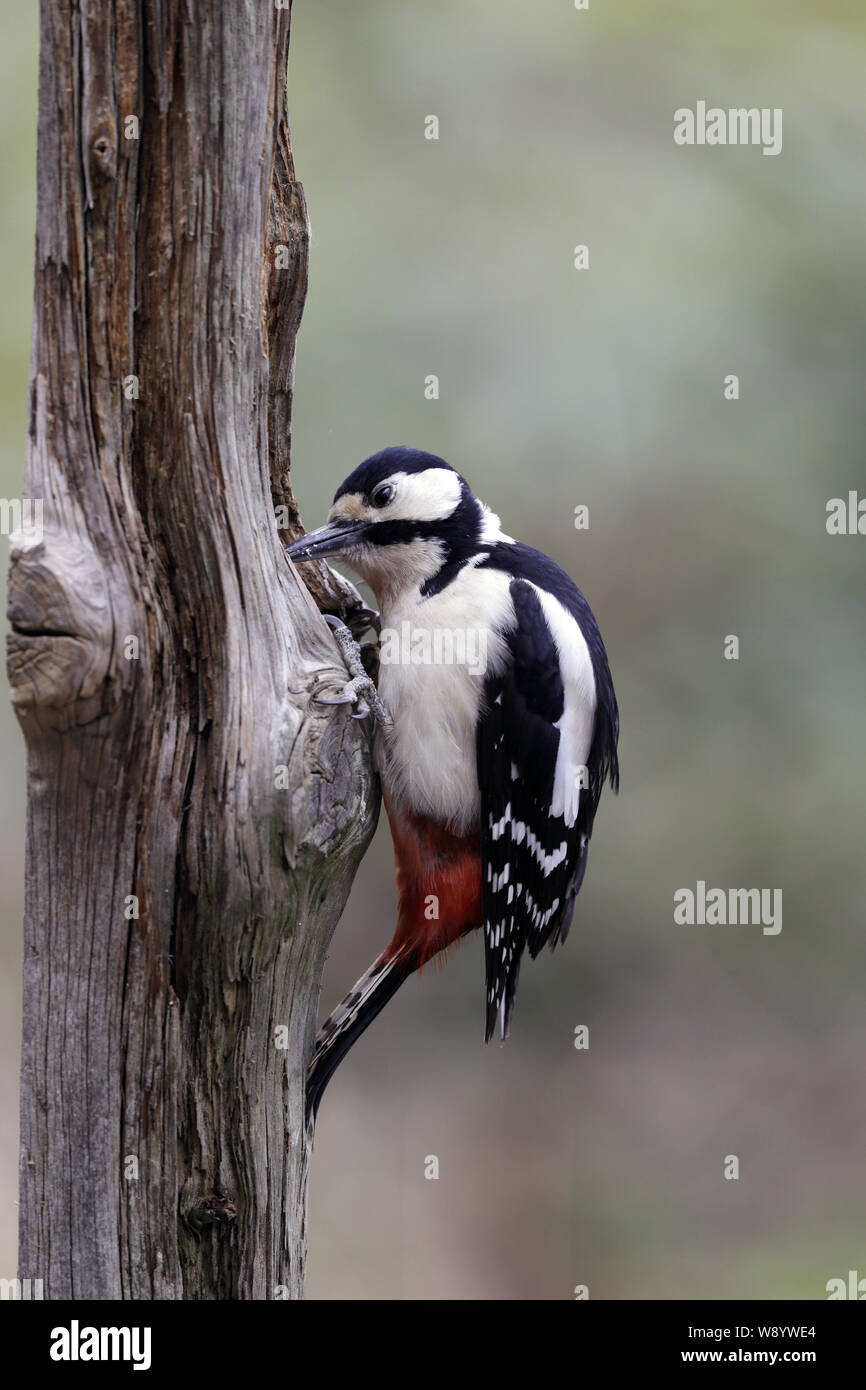 Buntspecht, Dendrocopus major, die einen Hohlraum Stockfoto