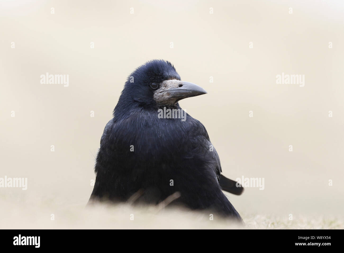 Rook, Corvus frugilegus, Nahaufnahme Stockfoto