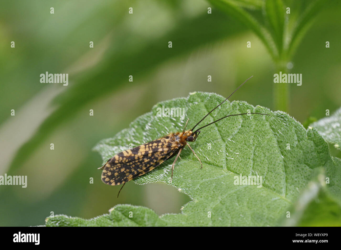 Philopotamus Montanus Stockfoto