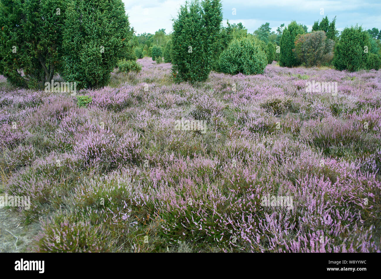 Heather in voller Blüte Stockfoto