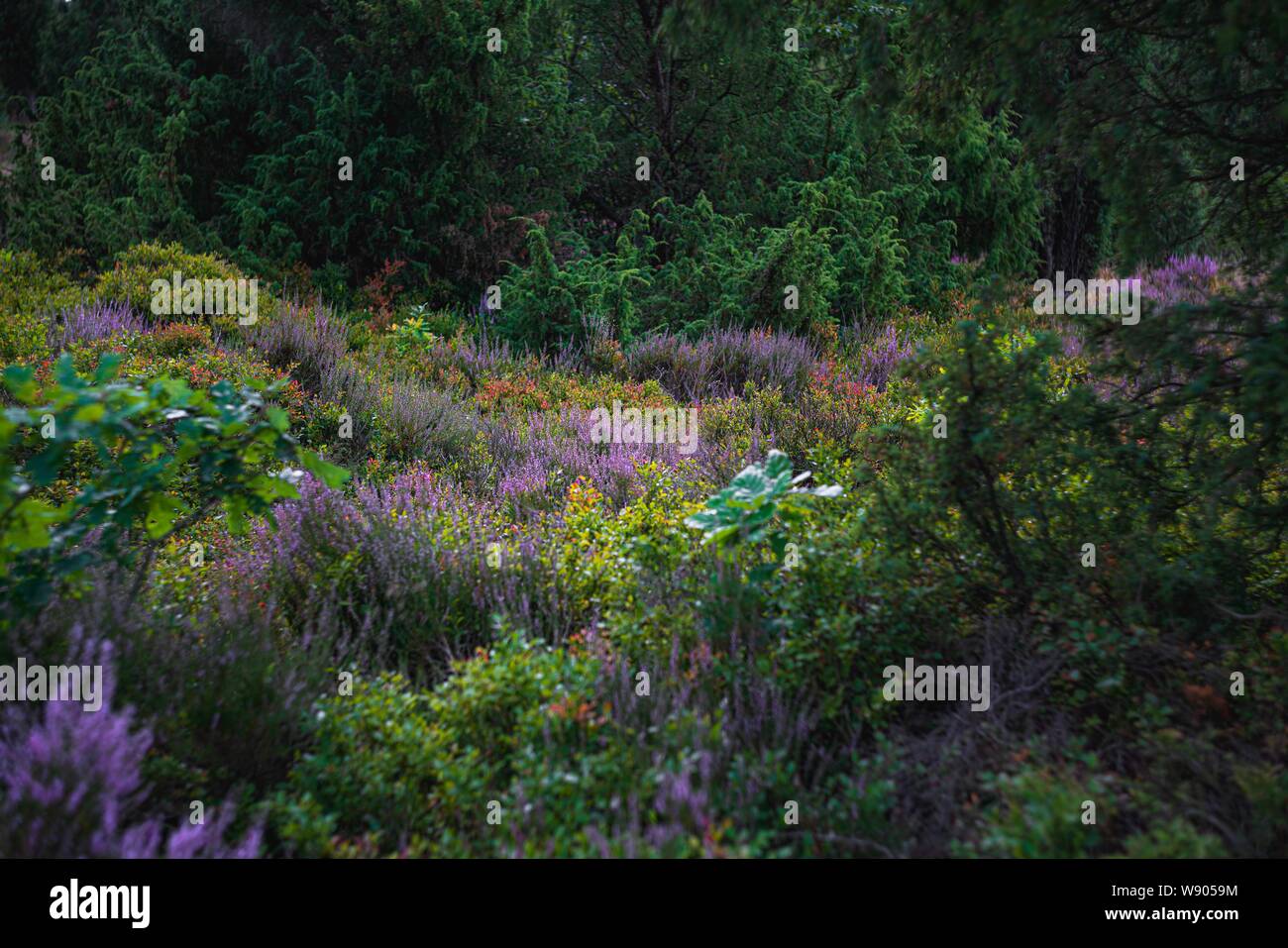 Heather in voller Blüte Stockfoto