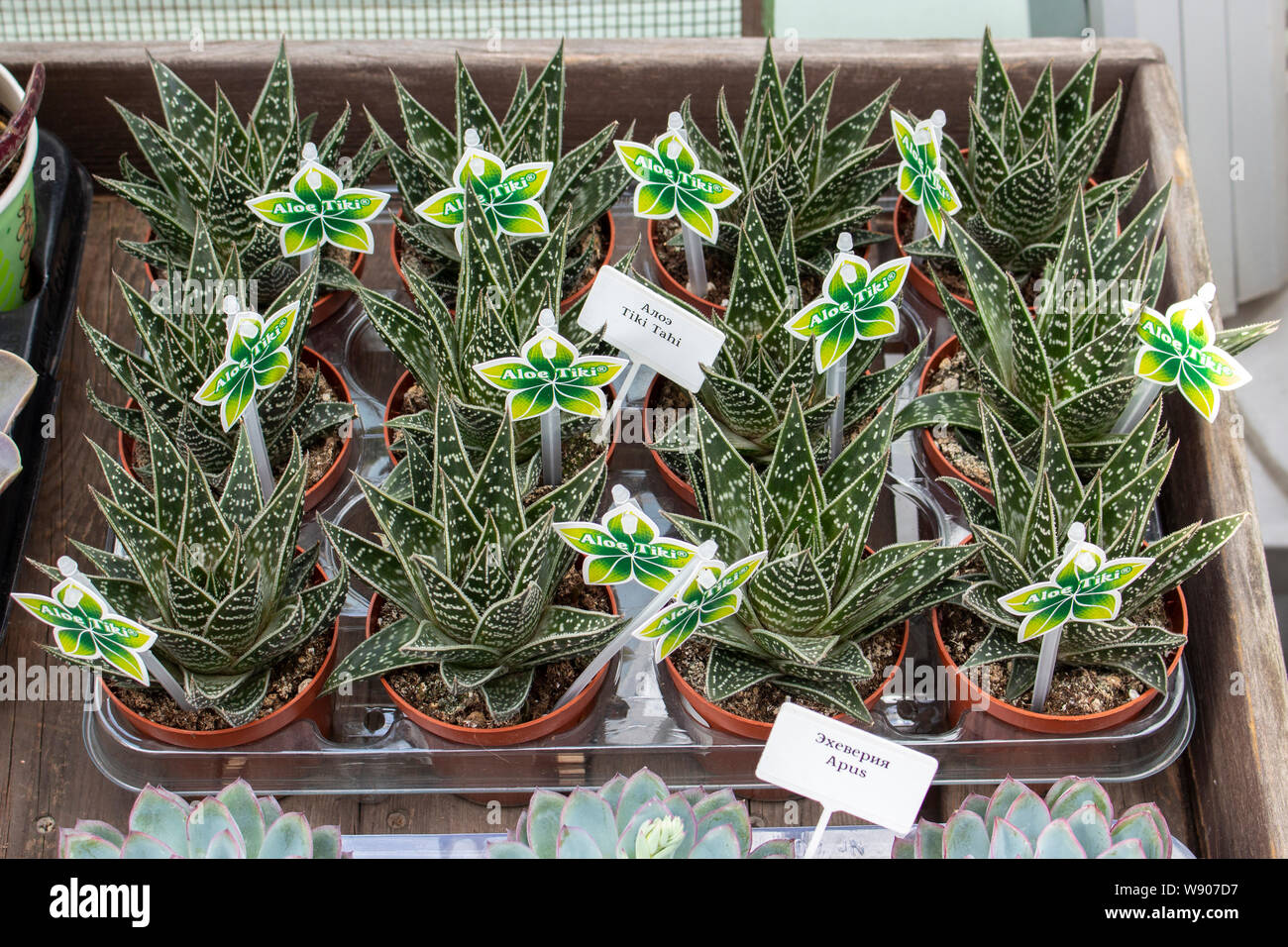Aloe Tiki Tahi sprossen Container auf den Zhler fr ein Blumengeschft.  Unprtentis Topfpflanzen Nicht-intrusive saftige Stockfotografie - Alamy
