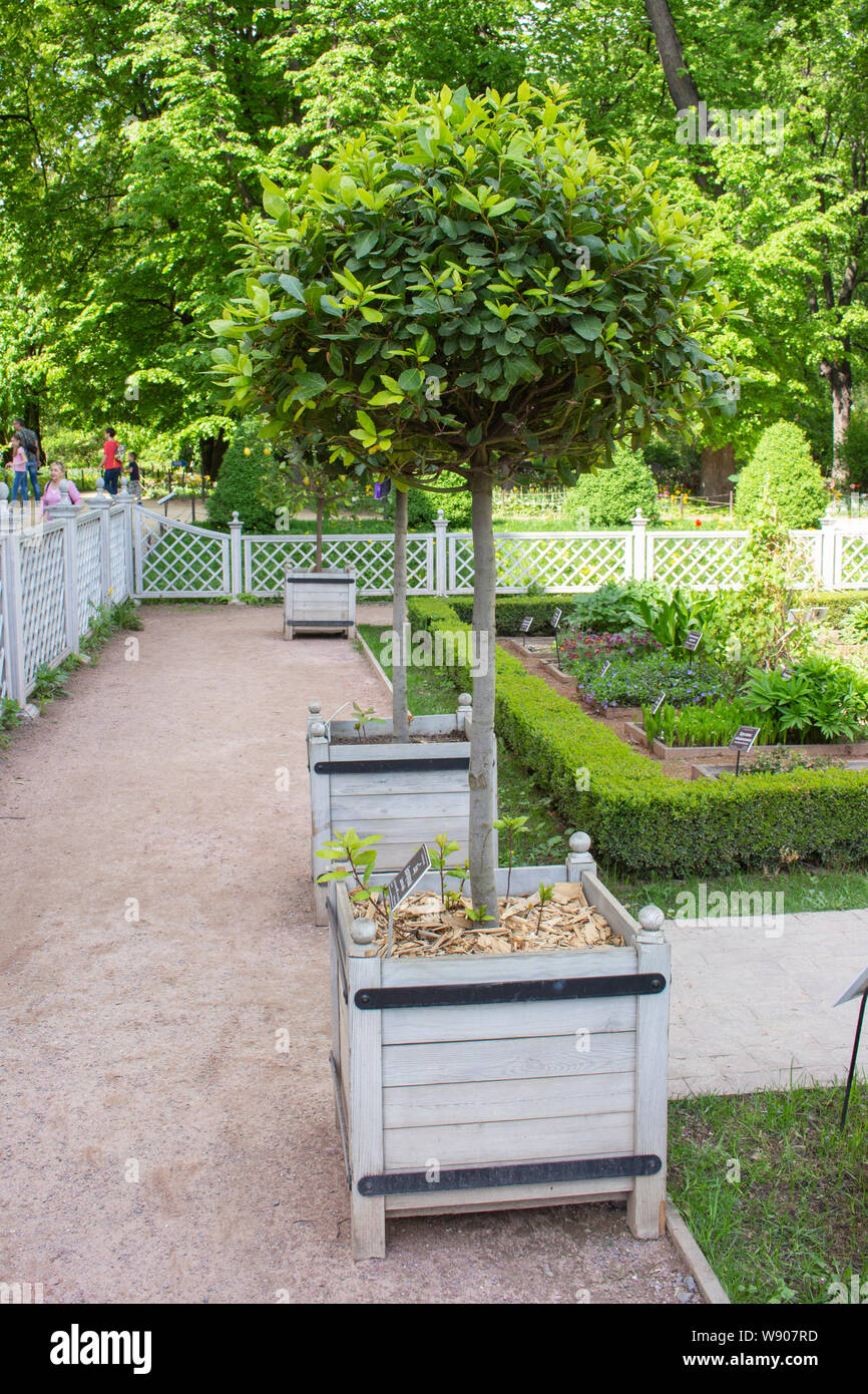 13-05-2019, Russland, Moskau, blühende Lemon Tree in der Wanne in der Pharmazeutischen Garten. Zitrusfrüchte sind ordentlich getrimmten Blüte und Frucht tragen. Stockfoto