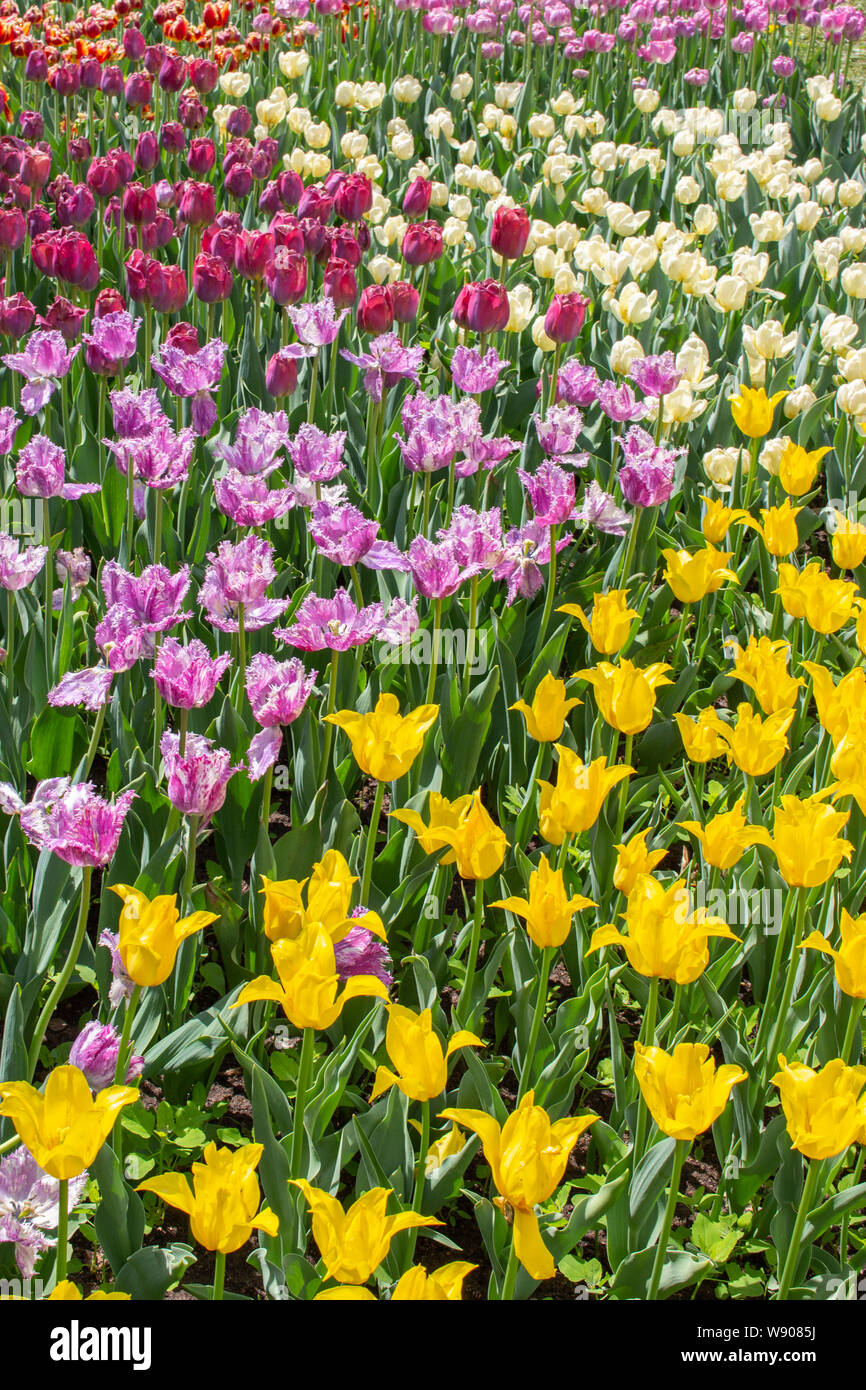 Schöne helle Frühling Garten Tulpen. Bunte Blumen Blumenbeet mit Tulpen. Plantation Rebsorte Tulpen in verschiedenen Farben. Garten Blumen nat Stockfoto