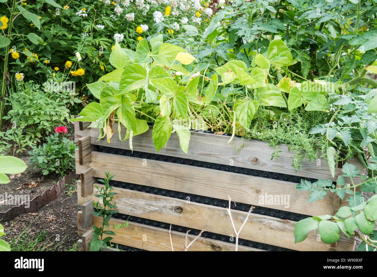 Ein Holzhochbett wachsenden Pflanzen Hochbett Garten Stockfoto