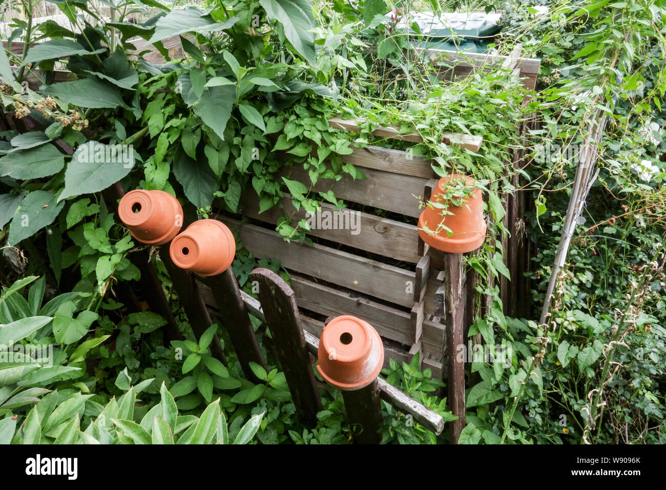 Holzkomposter befindet sich im Teil des bewachsenen Gartens bewachsene Pflanzen, Töpfe auf Zaun Stockfoto