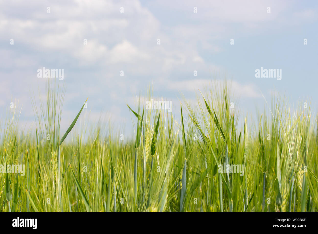 Gerstenfeld mit Sonnengereiften grünen Spitzen, klare blaue Himmel mit Wolken. Getreide landwirtschaftlicher Pflanzen, Feld ist ein Weizen Roggen Gerste Landwirt. Sonnigen land Stockfoto