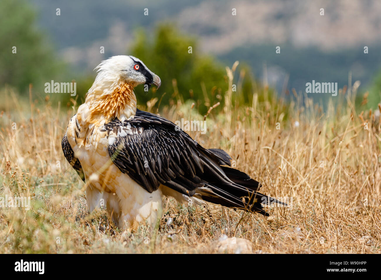 Nach Lämmergeier o Bartgeier (Gypaetus Barbatus) in der katalanischen Pre-Pyrenees, Katalonien, Spanien Stockfoto