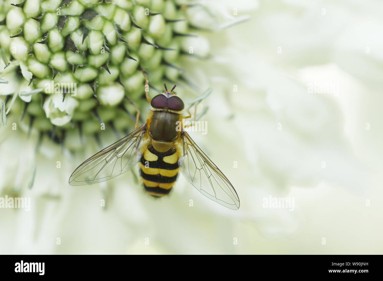 Hoverfly - auf riesigen Scabious Blume Syrphus Arten Essex, Großbritannien 001090 Stockfoto