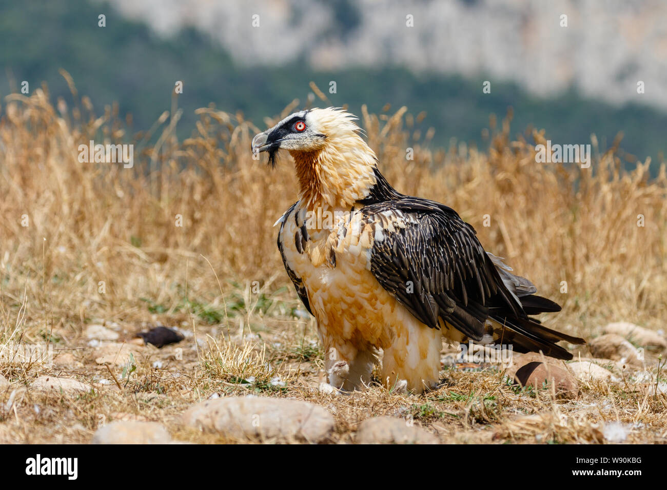 Nach Lämmergeier o Bartgeier (Gypaetus Barbatus) in der katalanischen Pre-Pyrenees, Katalonien, Spanien Stockfoto