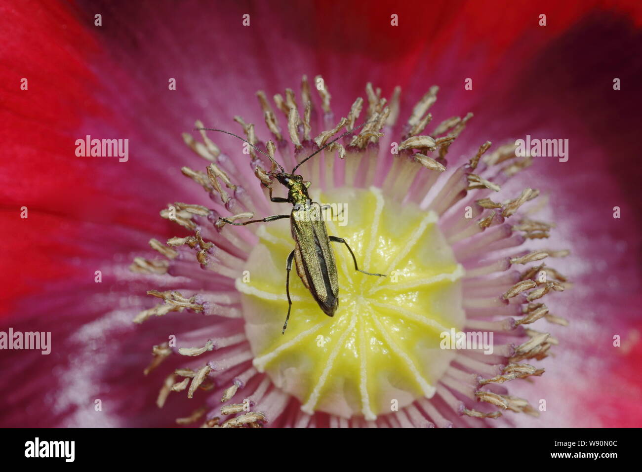 Dicke-legged Flower Beetle auf Opium poppy flower Oedemera nobilis Essex, Großbritannien 001097 Stockfoto