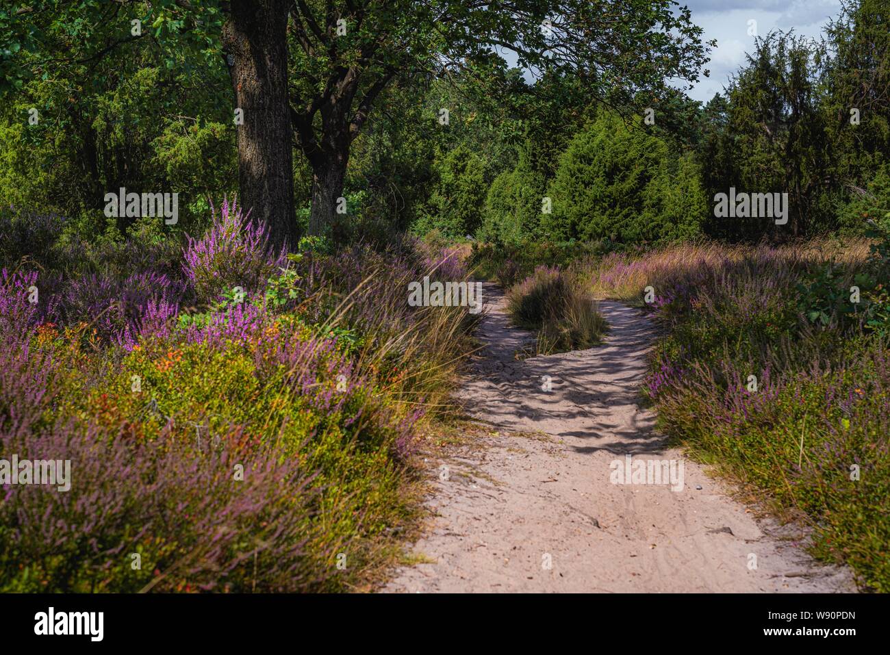 Heather in voller Blüte Stockfoto