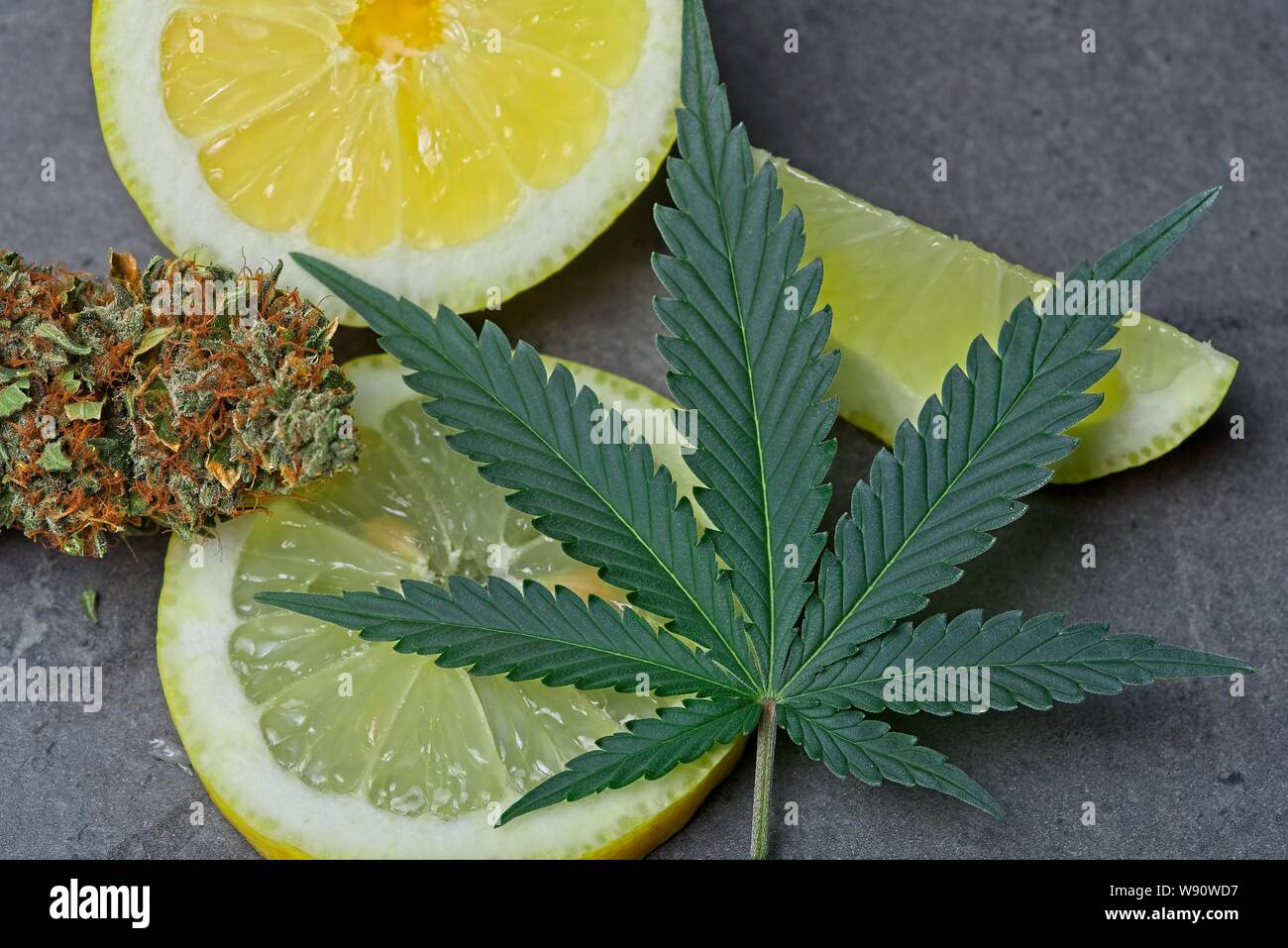 Cannabis Bud und Blatt mit in Scheiben geschnittenen Zitrone, Limonene Terpen. Stockfoto