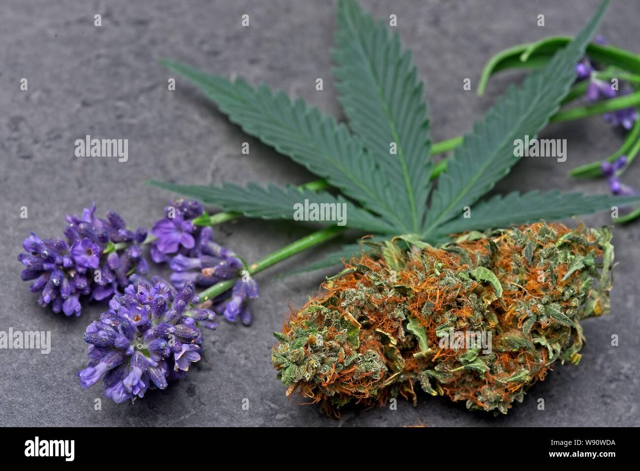 Cannabis Bud und Blatt mit levander, linalool Terpen. Stockfoto