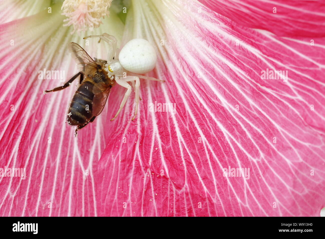 Crab Spider - mit gefangen Hoverfly auf Daisy Flower Misumena vatia Essex, Großbritannien 001146 Stockfoto